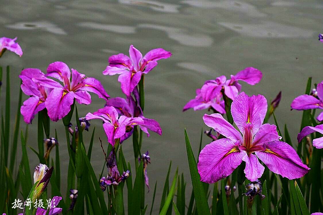 鸢尾花