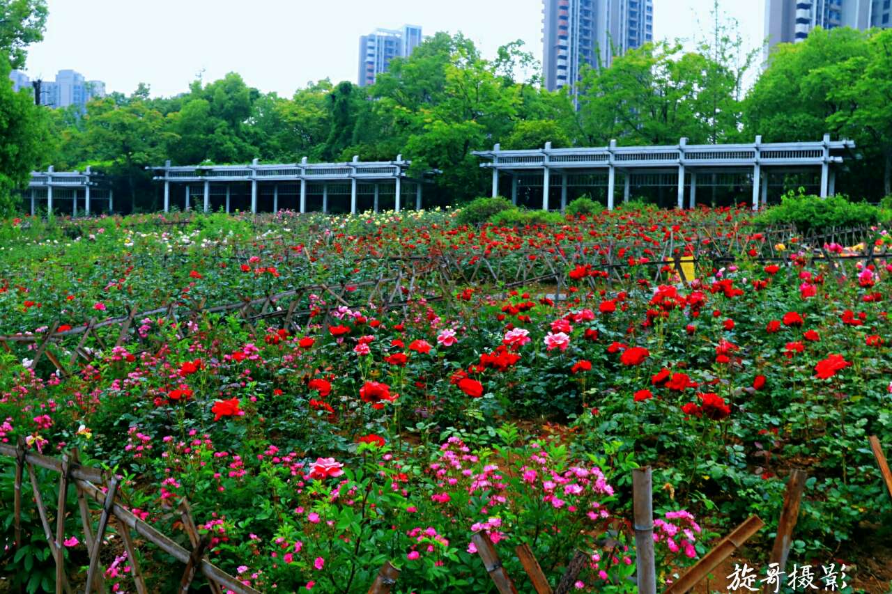 烟雨里的月季花园