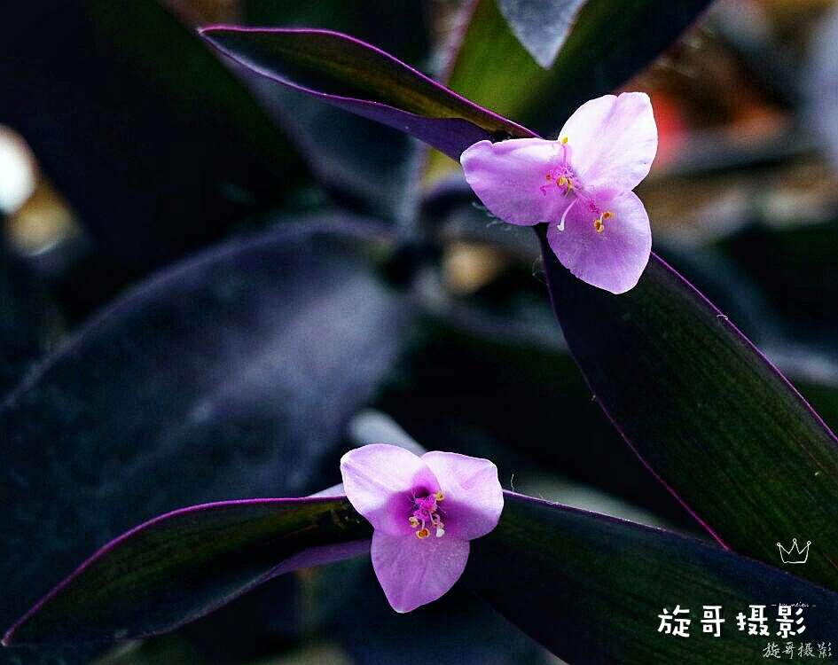 紫竹开花幽如兰