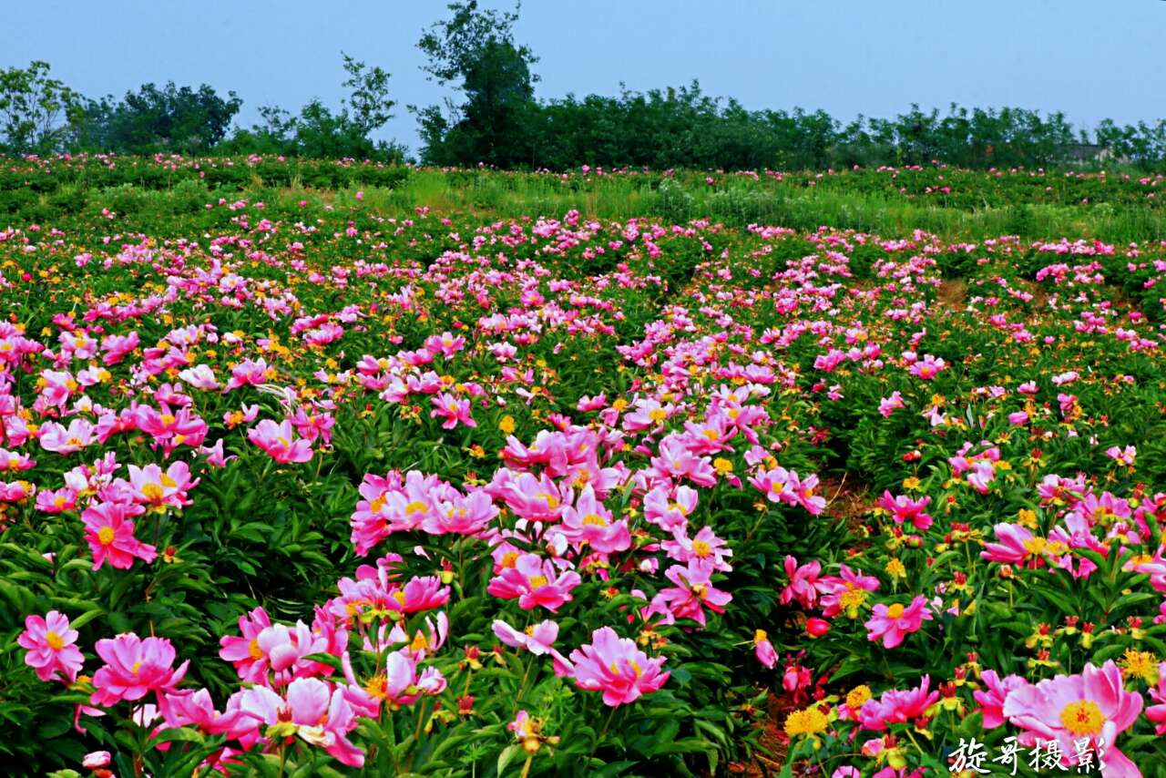 芍药花图片(芍药花图片简笔画)