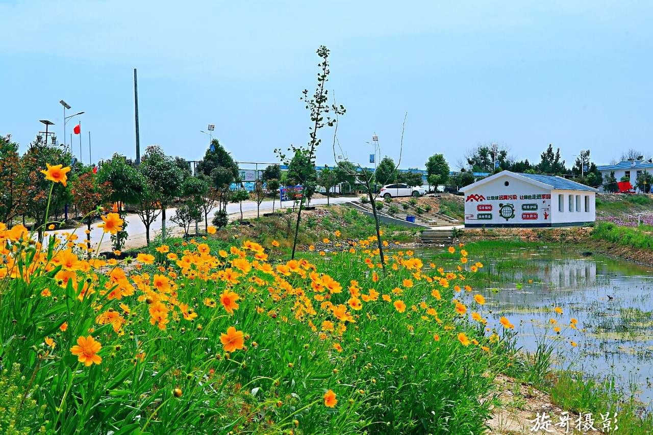 【每日一景】广水关庙镇梅庙村:开满鲜花的村庄美丽诱人